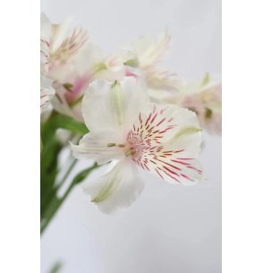 ALSTROEMERIA BLANCA 80CM