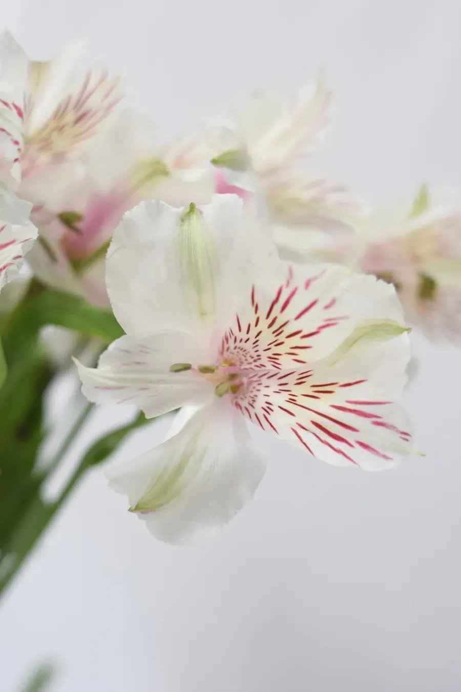 ALSTROEMERIA BLANCA 80CM