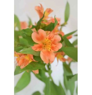 ALSTROEMERIA NARANJA 80CM