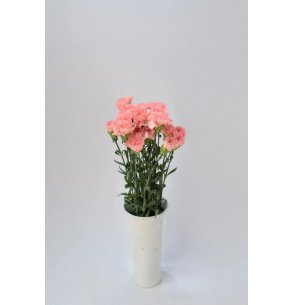 CLAVEL ROSA 70CM