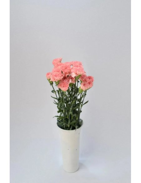 CLAVEL ROSA 70CM