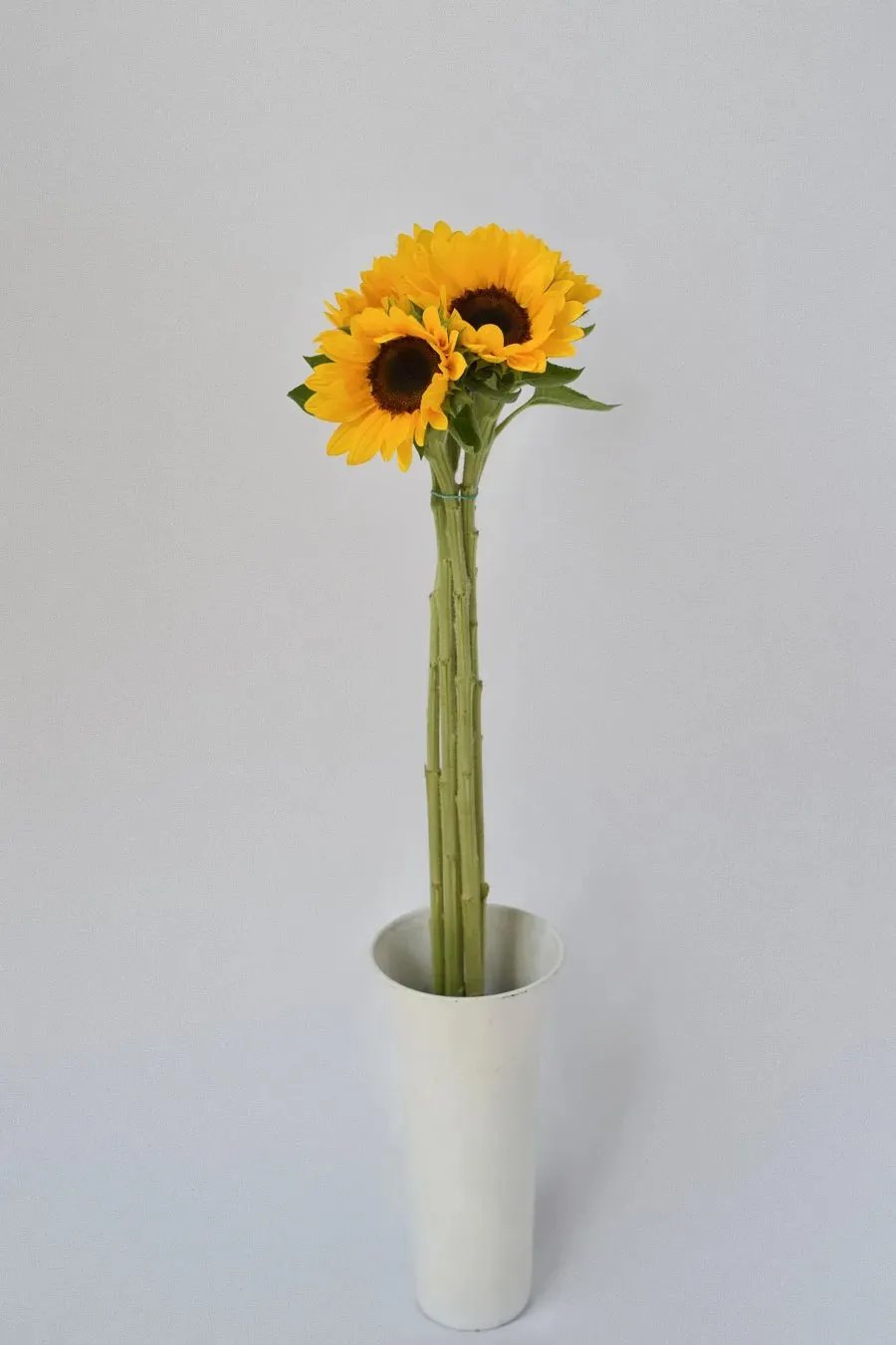 HELIANTHUS (Girasol)