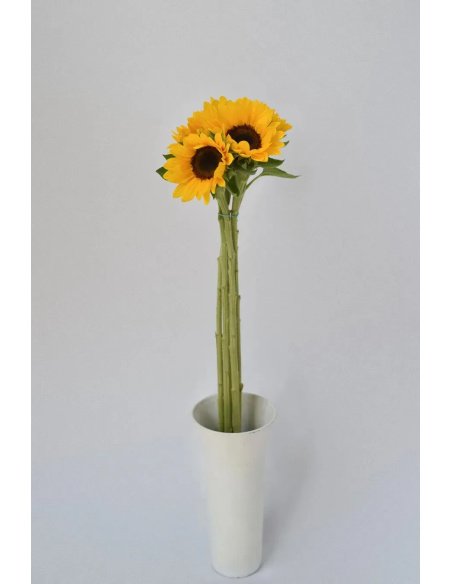 HELIANTHUS (Girasol)