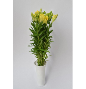LA EXTRA AMARILLO 80CM