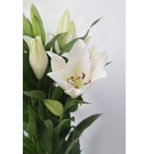 L.ORIENTAL EXTRA BLANCO 80CM