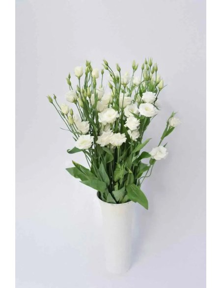 LISIANTHUS EXTRA BLANCO 70CM