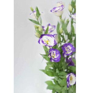 LISIANTHUS EXTRA BLANCO/MORADO 60CM