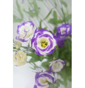 LISIANTHUS EXTRA BLANCO/MORADO 70CM