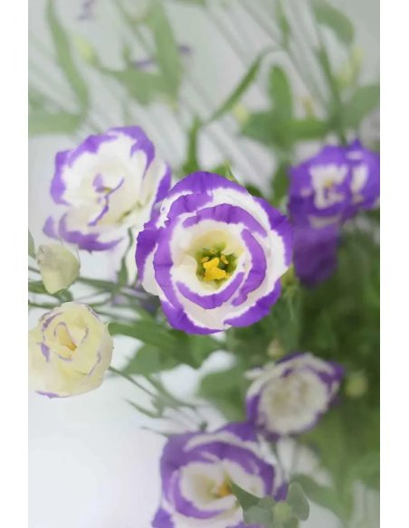 LISIANTHUS EXTRA BLANCO/MORADO 70CM