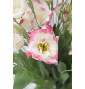 LISIANTHUS EXTRA BLANCO/ROSA 60CM