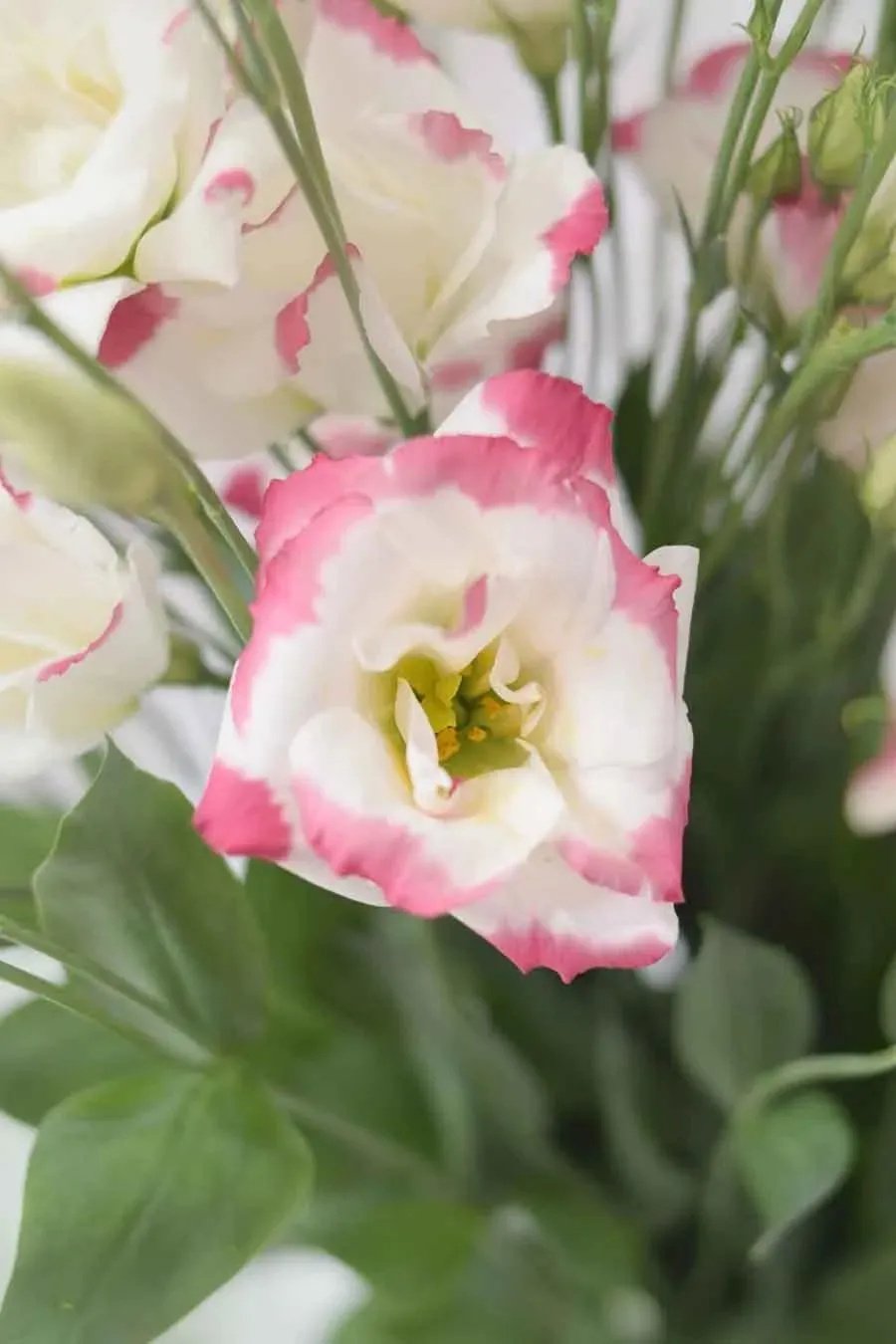 LISIANTHUS EXTRA BLANCO/ROSA 70CM