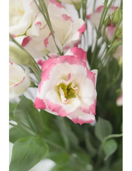 LISIANTHUS EXTRA BLANCO/ROSA 70CM