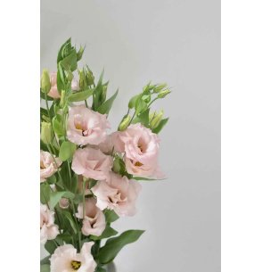 LISIANTHUS EXTRA ROSA 60CM