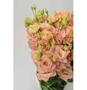 LISIANTHUS EXTRA SALMON 60CM