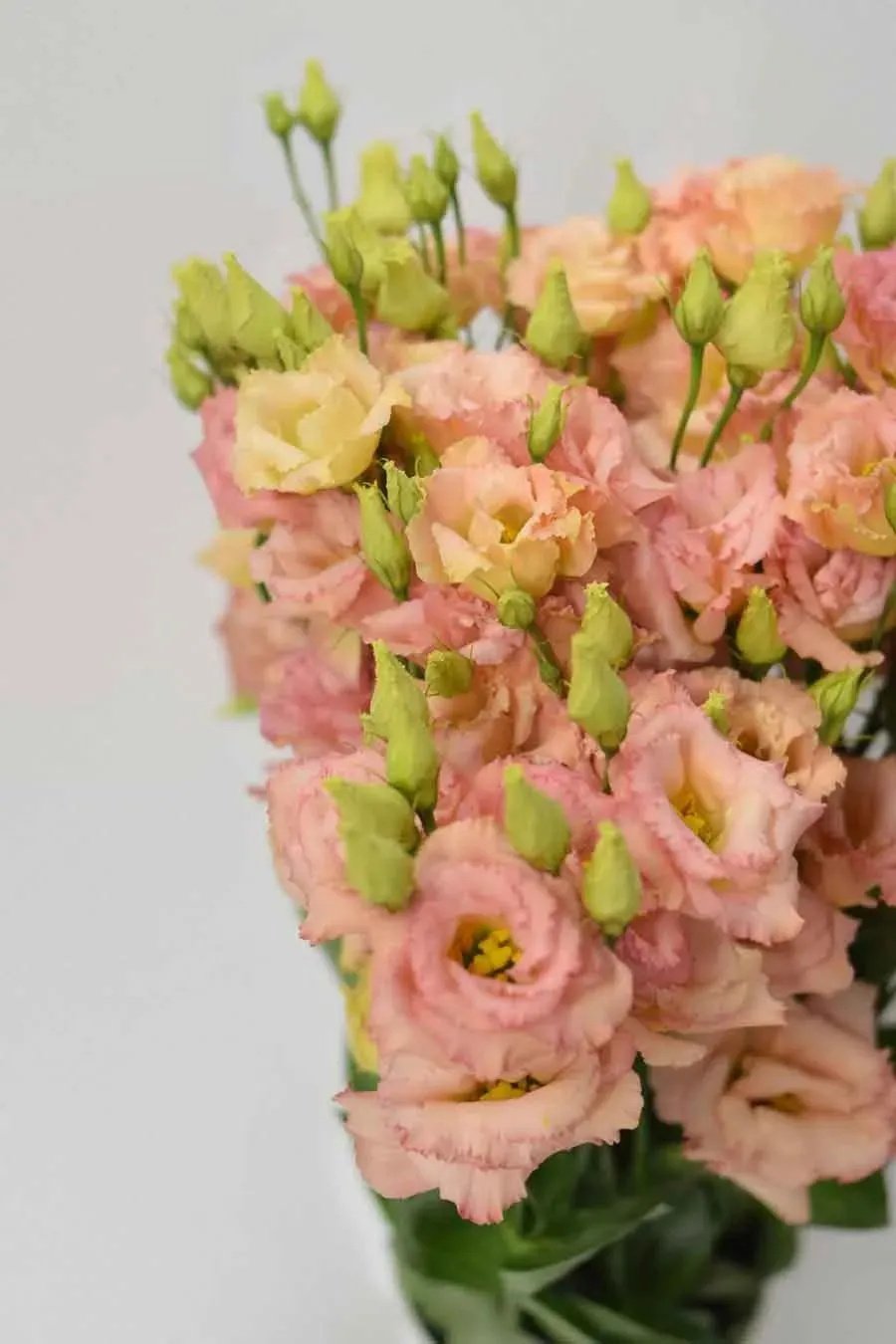 LISIANTHUS EXTRA SALMON 60CM