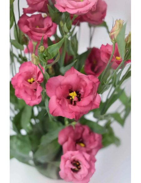 LISIANTHUS EXTRA FUCSIA 70CM