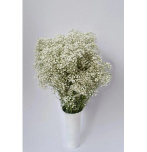 PANICULATA MIRABELLA