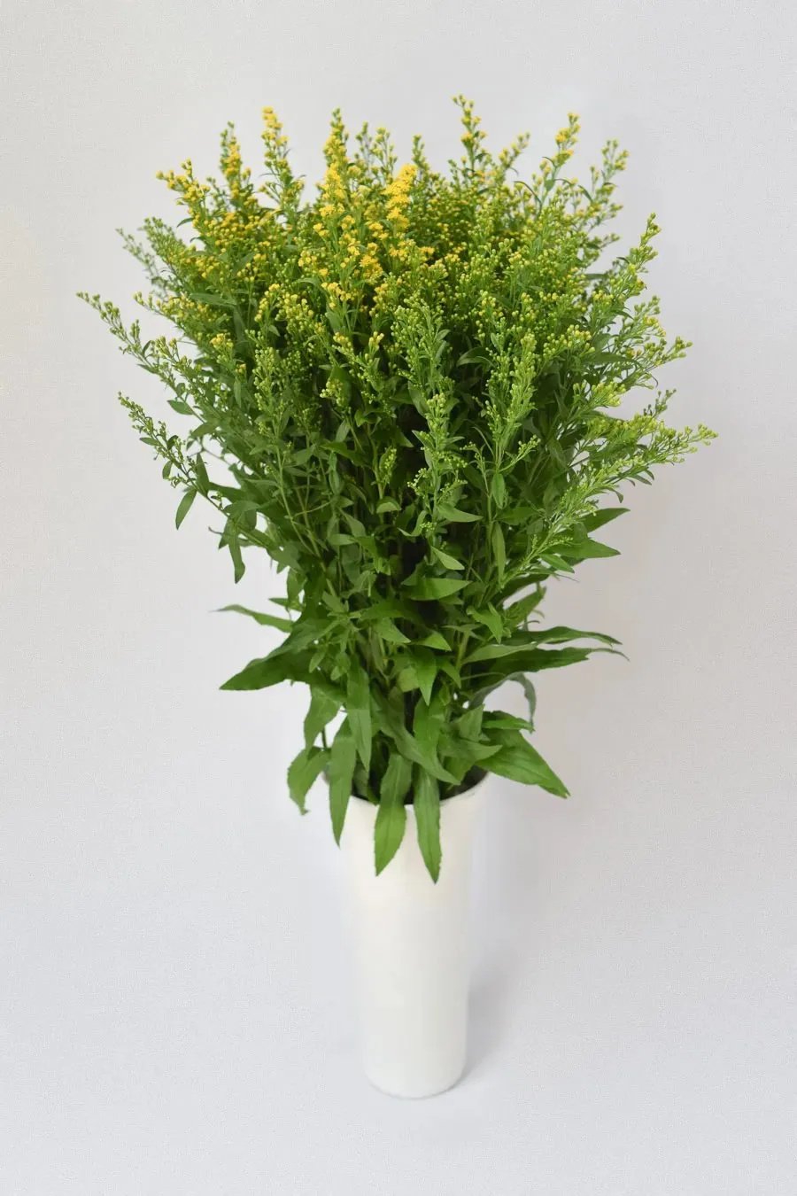 SOLIDAGO