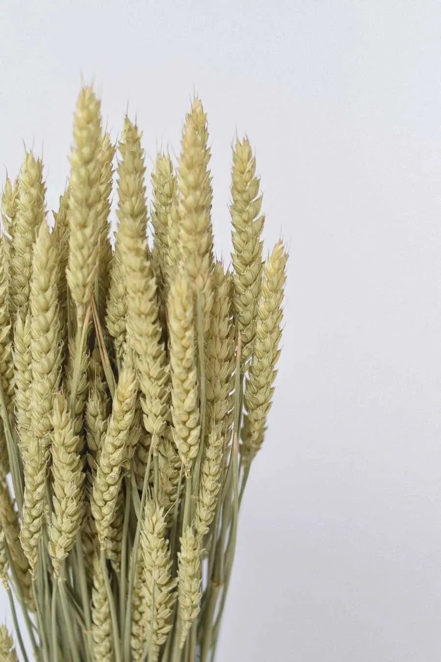 TRITICUM PQ.