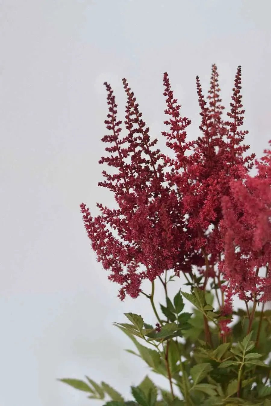 ASTILBE EXTRA BURDEOS 40CM