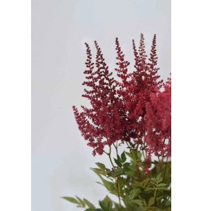ASTILBE EXTRA BURDEOS 60CM