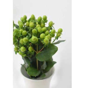 HYPERICUM VERDE 50CM