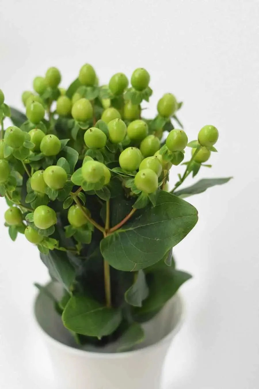 HYPERICUM VERDE 50CM