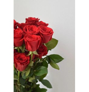 ROSA FREEDOM ROJA 50CM