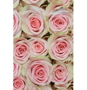 ROSA PINK MONDIAL ROSA 60CM