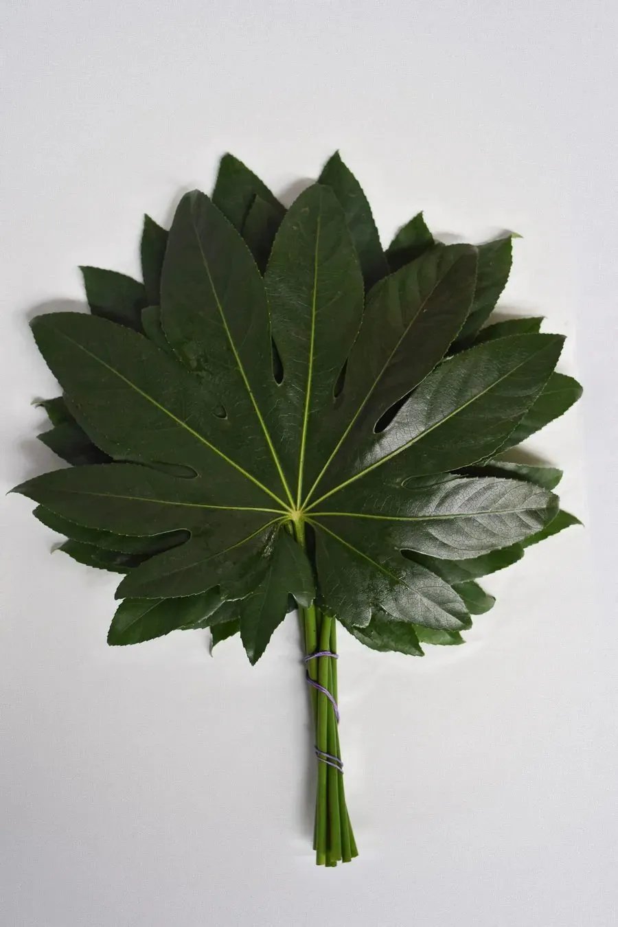 ARALIA MEDIANA