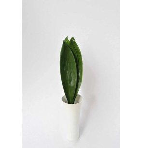 ASPIDISTRA MEDIANA