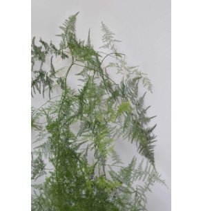 ESPARRAGUERA PLUMOSA PQ.