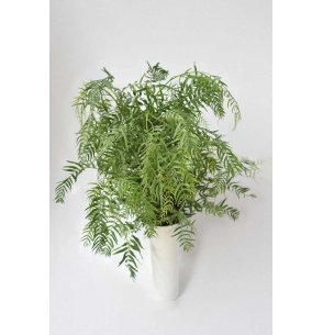 FALSA PIMIENTA (sin bolas)