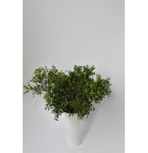 CAJA DE LENTISCO GRANEL