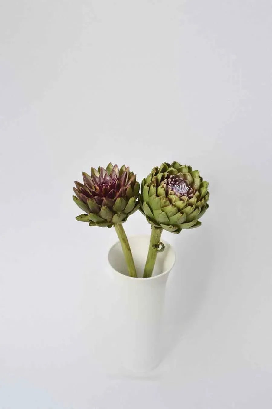CYNARA