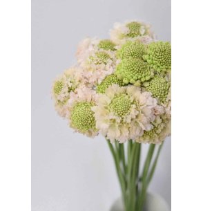 SCABIOSA FLOR ROSA