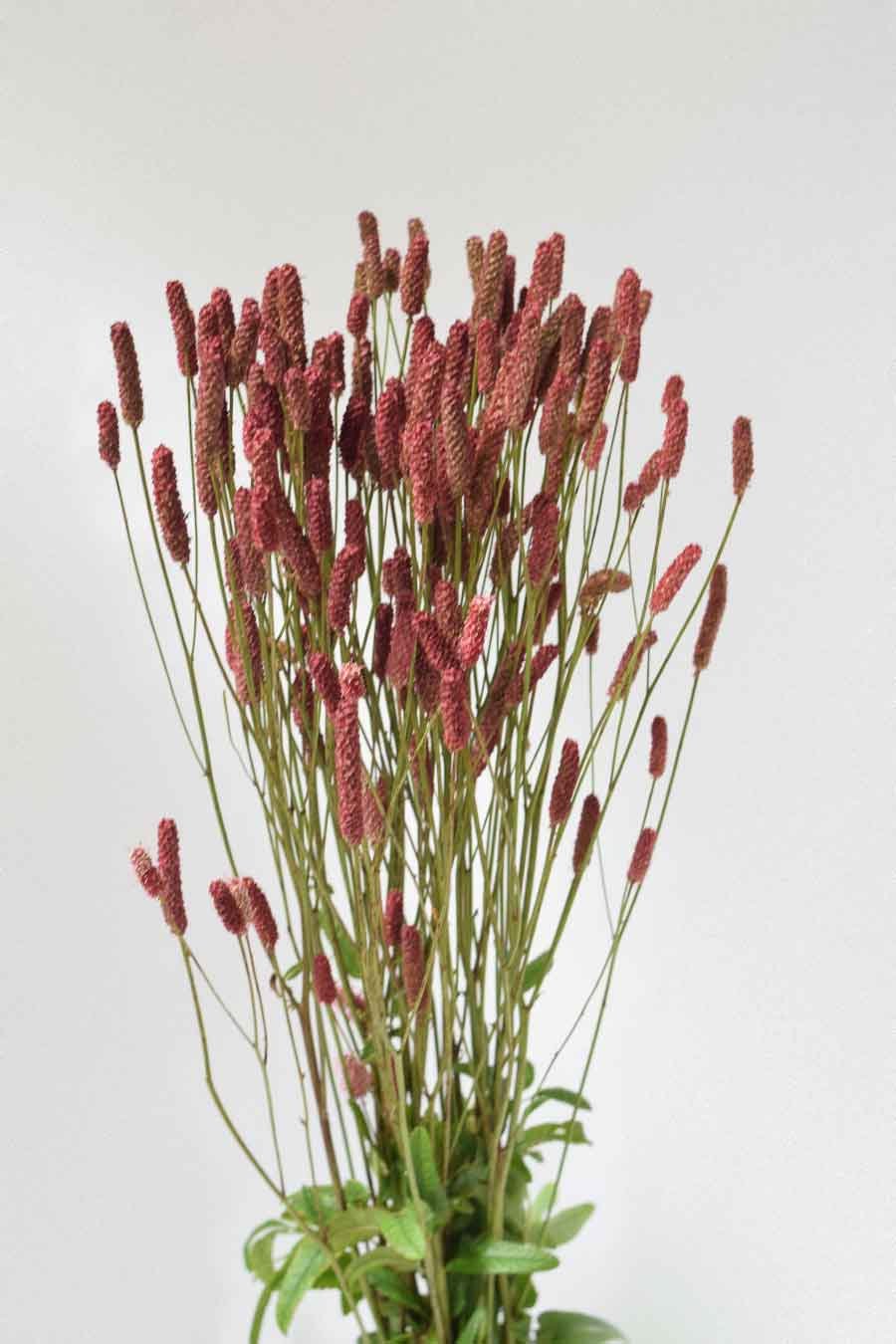 SANGUISORBA