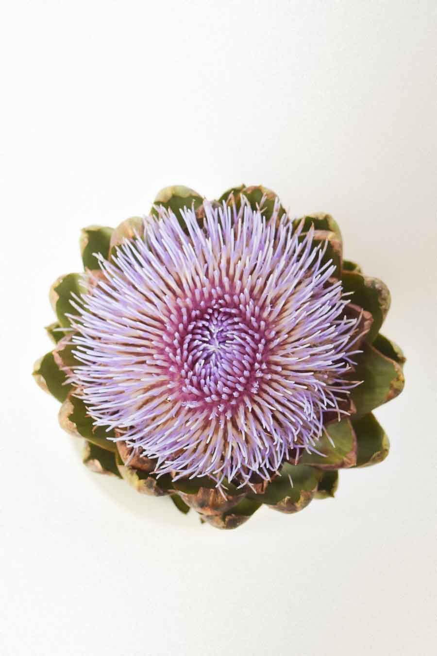 CYNARA
