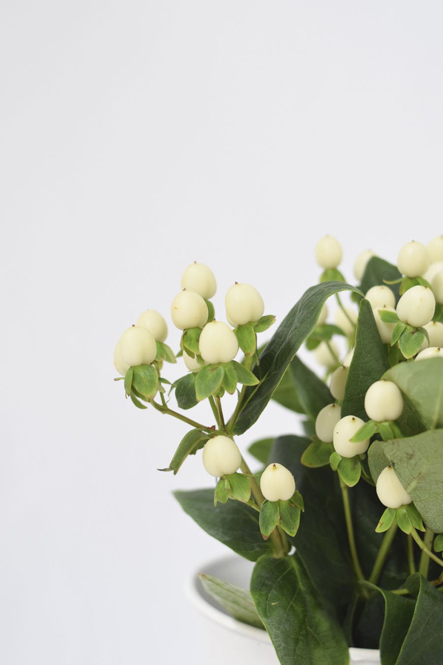 HYPERICUM BLANCO 50CM