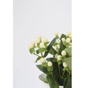 HYPERICUM BLANCO 60CM
