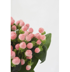 HYPERICUM ROSA 50CM