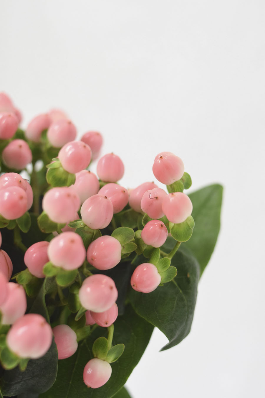 HYPERICUM ROSA 50CM