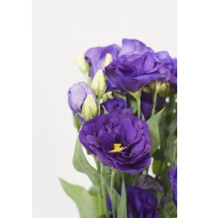 LISIANTHUS EXTRA MORADO 70CM