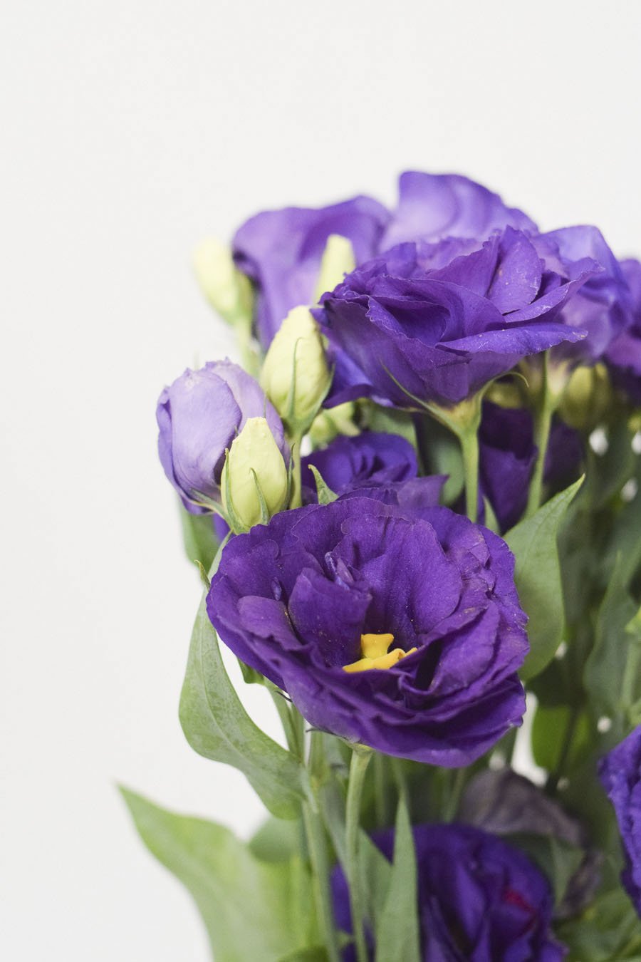 LISIANTHUS EXTRA MORADO 70CM