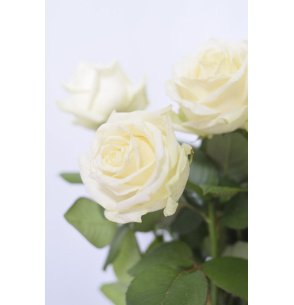 ROSA WHITE NAOMI 50CM