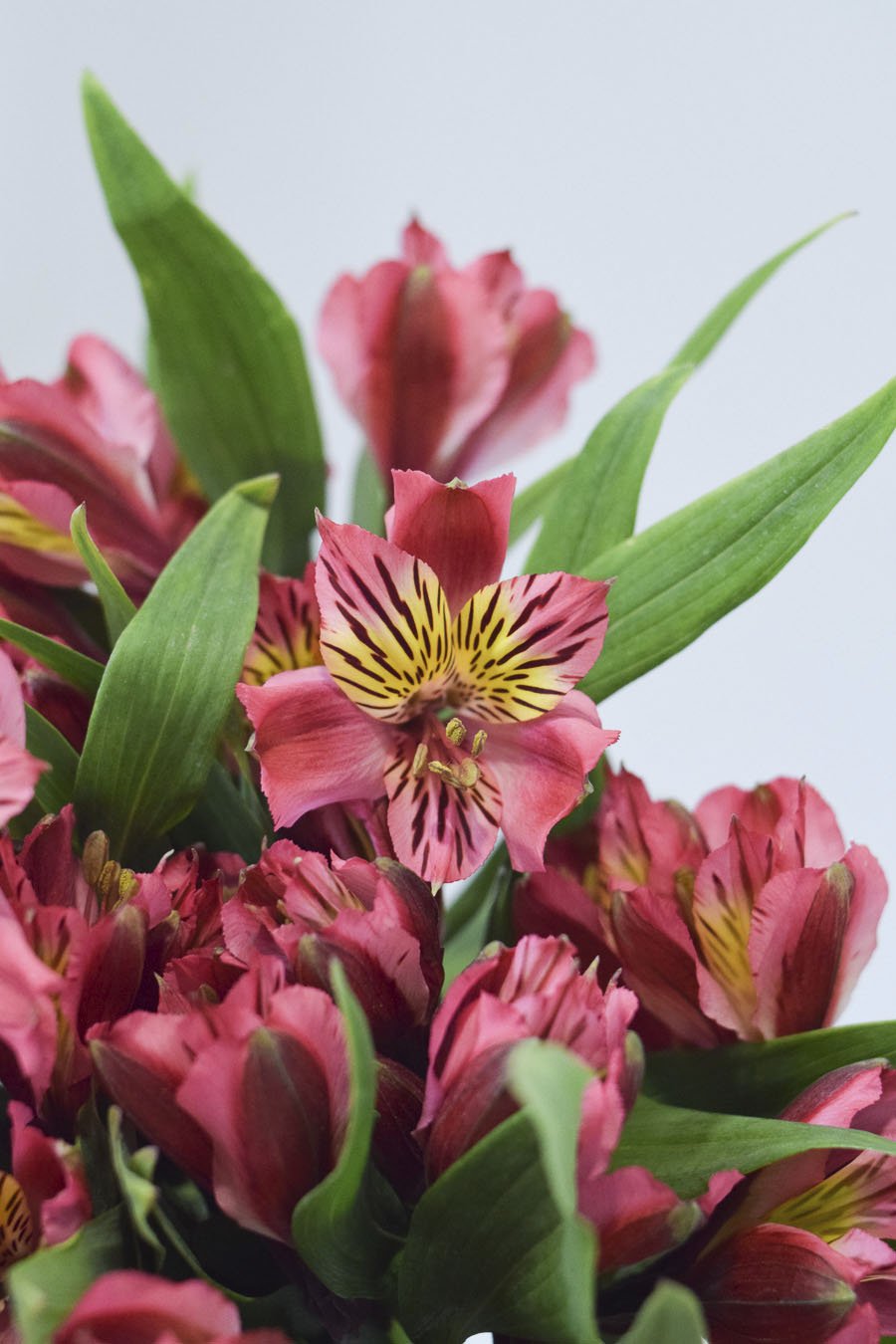 ALSTROEMERIA FUCSIA 80CM