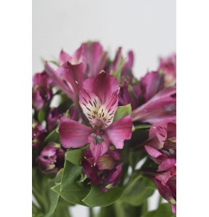 ALSTROEMERIA MORADA 60CM
