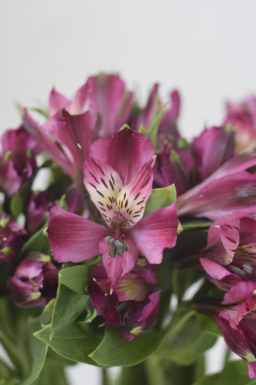 ALSTROEMERIA MORADA 80CM