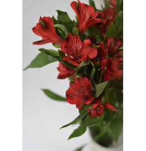 ALSTROEMERIA ROJA 80CM