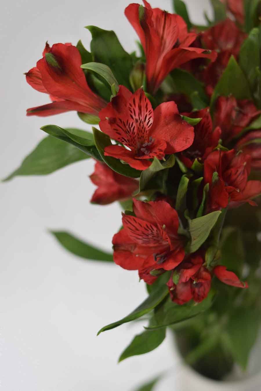 ALSTROEMERIA ROJA 80CM